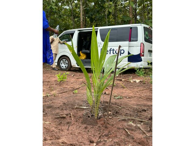 Transplanted Palm Tree 