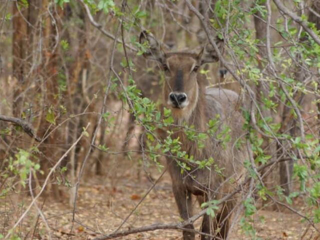 Waterbuck on Property