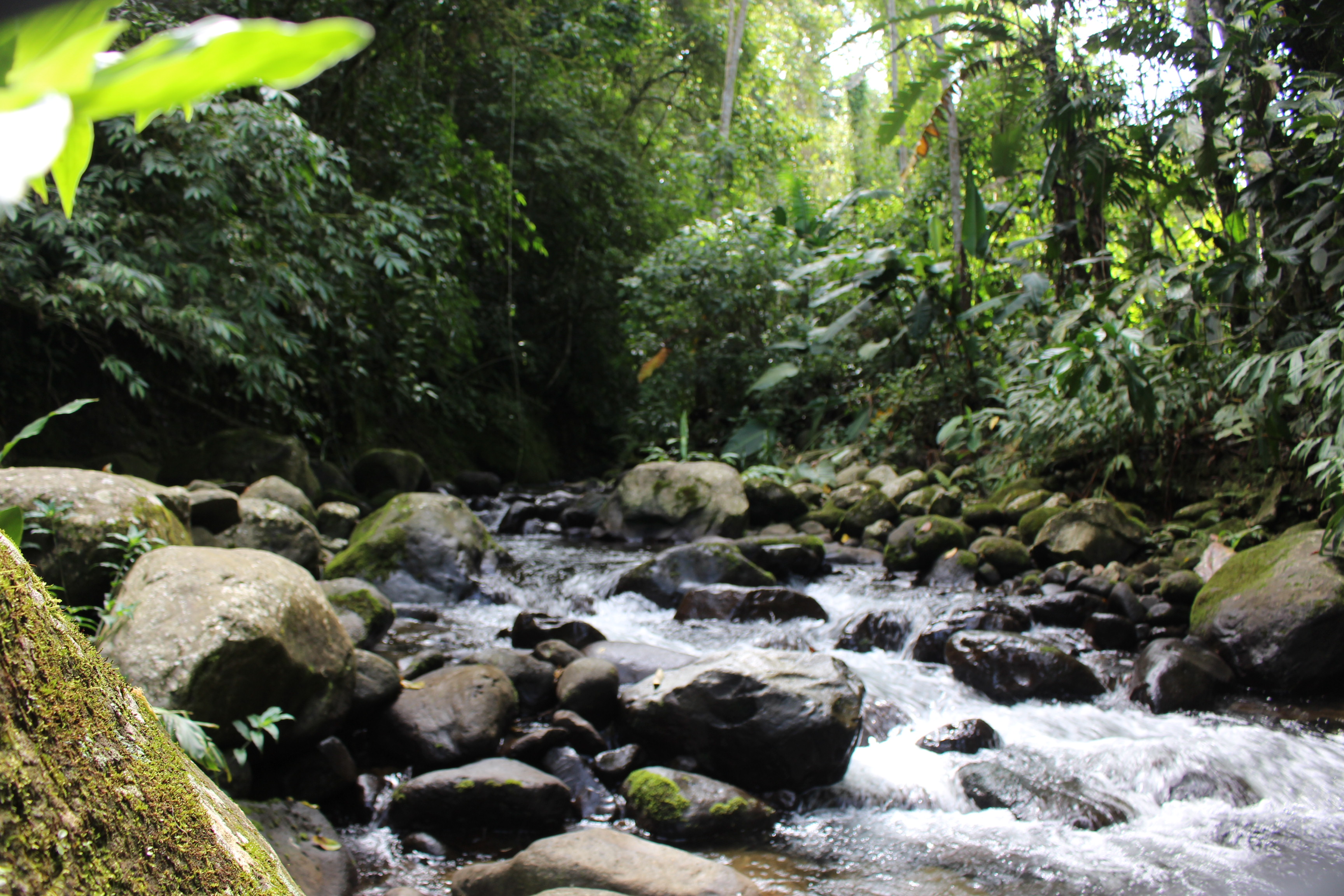 Fruit Trees Hobby Farm in the Turrialba Valley, Costa Rica (Costa Rica