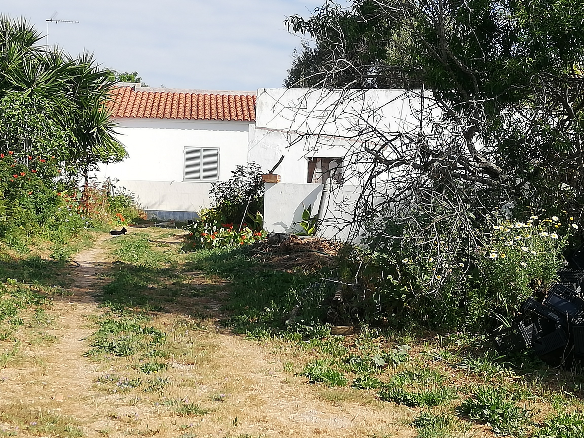 Country house on the outskirts of Faro city (Portugal, Faro, Torre